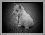 Pies, West Highland White Terrier